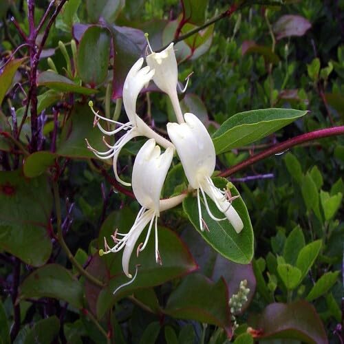White Lonicera Japonica Flower Seeds