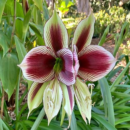 hippeastrum Flower Seeds