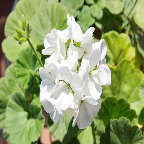 White Geranium Flower Seeds