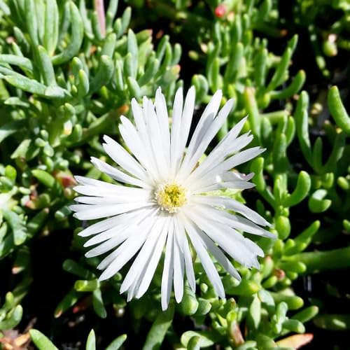 White Mesembryanthemum Flower Seeds