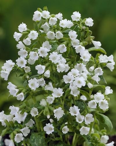 Lungwort Flower Seeds