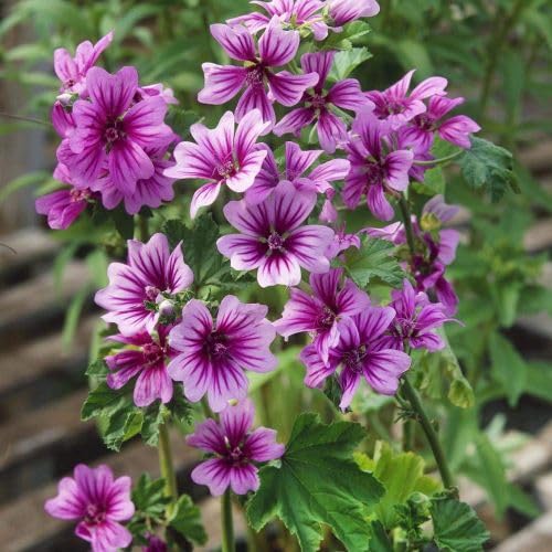 Purple sylvestris Flower Seeds