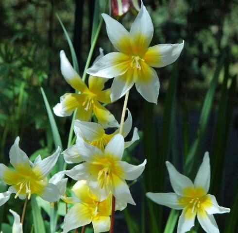 White Yellow Erythronium Idahoense Flower Seeds