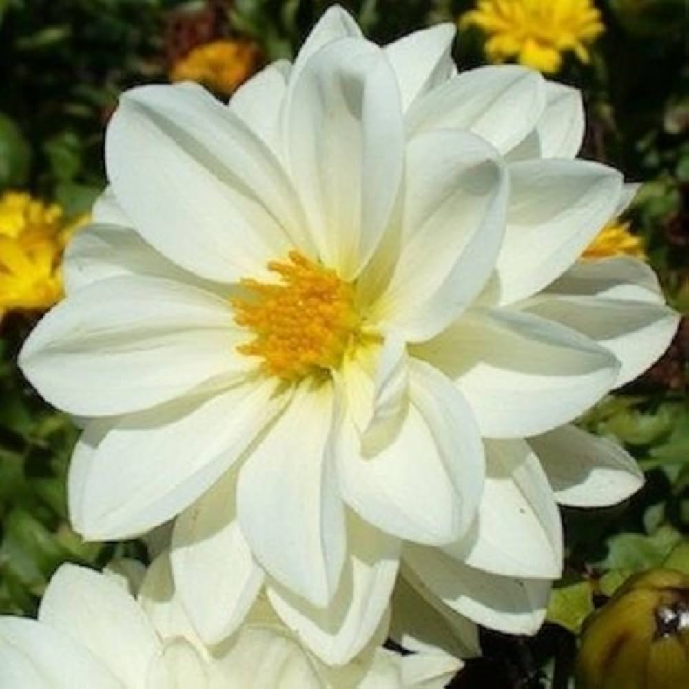 Improved Mignon Mix Flower