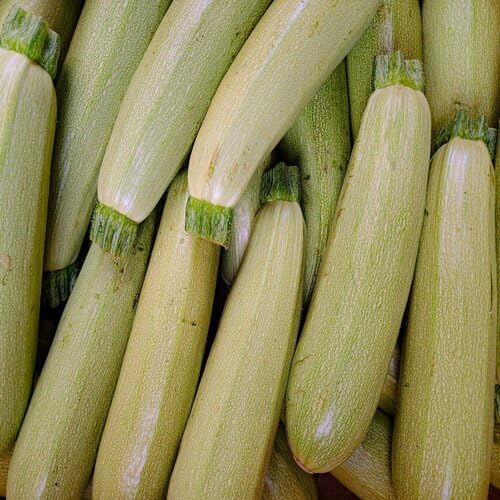 Kousa vegetable seeds - Heirloom, Organic, Non Gmo Garden Seeds for kitchen garden planting