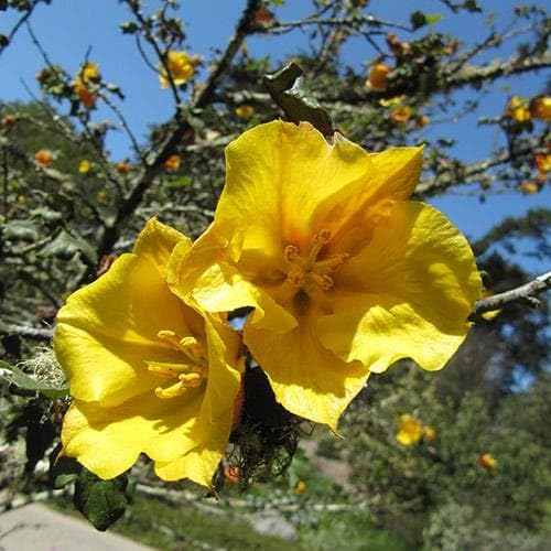 Yellow Fremont Dendron Flower Seeds