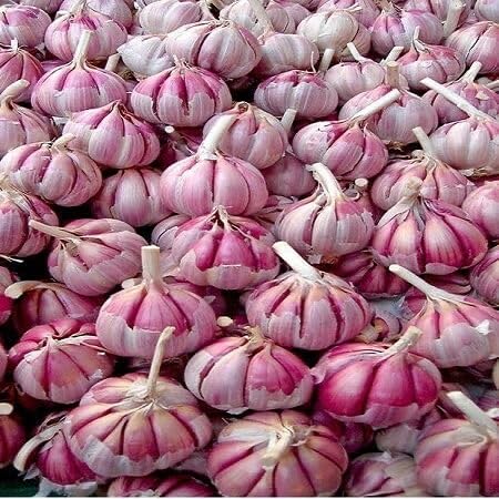 Pink Garlic vegetable seeds - Heirloom, Organic, Non Gmo Garden Seeds for kitchen garden planting