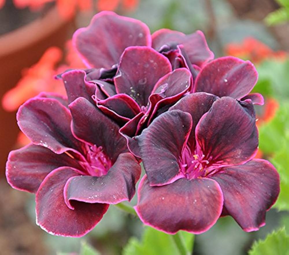Red Blossom Geranium Pelargonium Hortorum