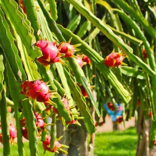 Dragon Fruit fruit seeds for organic garden planting