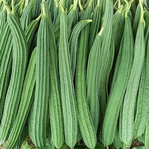 Ridge Gourd Seeds,Green vegetable seeds for Home Gardening, Nutritious Backyard Harvest for kitchen garden planting