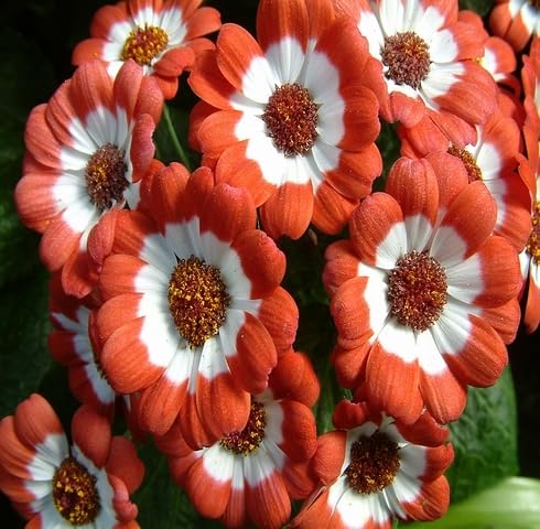 Red White Cineraria Flower Seeds