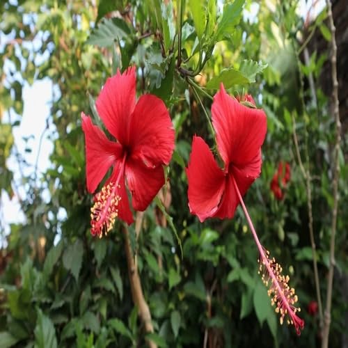Red Hibiscus Flower Seeds