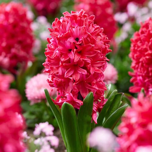 Red Hyacinth Flower Seeds