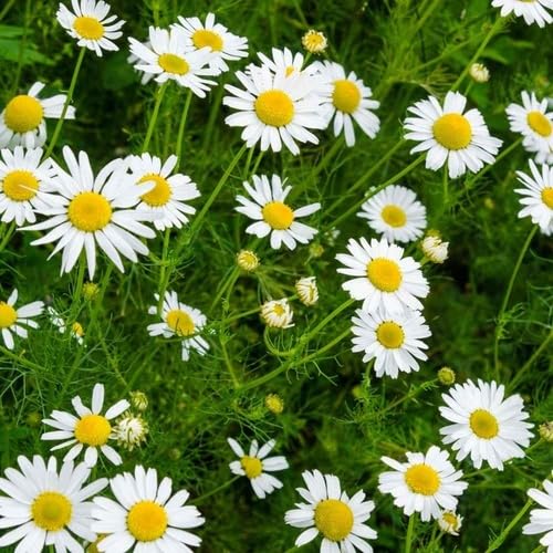 White Camomile Flower Seeds
