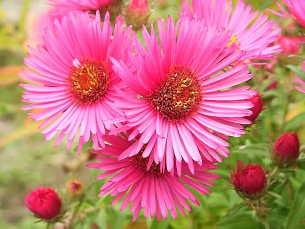 aster amellus flower bed border garden Fruit