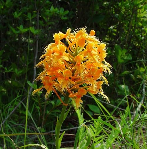 Orange Platanthera ciliaris Flower Seeds