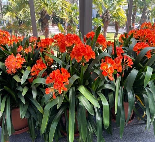 Red Perennial Clivia Flower Seeds