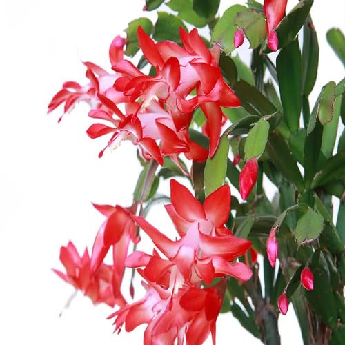 Red Schlumbergera Flower Seeds