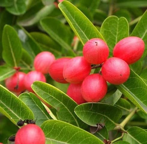 Red Carissa fruit seeds for organic garden planting