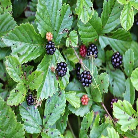 Dewberry Fruit fruit seeds for organic garden planting