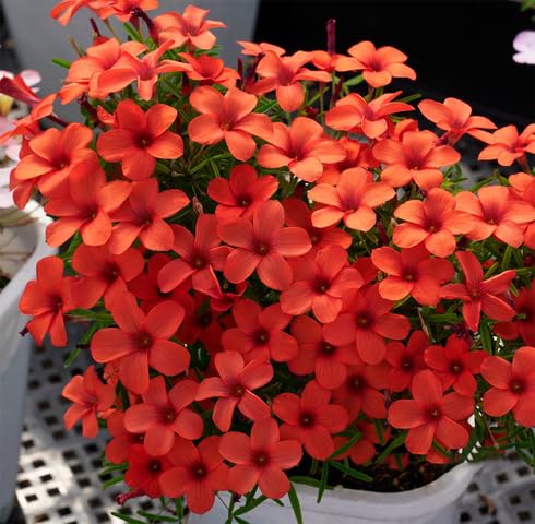 Orange Oxalis Flower Seeds