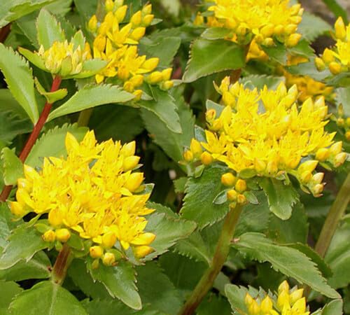 Yellow Sedum Flower Seeds