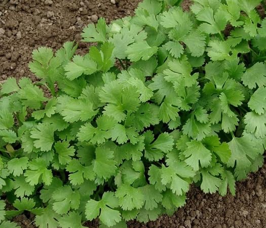 Coriander Plant Seeds herb seeds - home gardening, heirloom garden seeds