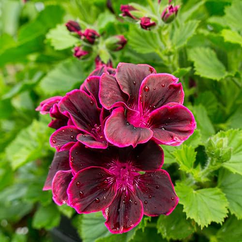 pelargonium peltatum flower seeds