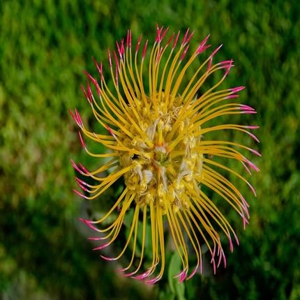 Pink Yellow Pincushion Flower Seeds