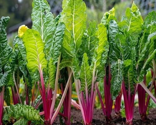 Chard vegetable seeds Green vegetable seeds for Home Gardening, Fast Growing Backyard Harvest for kitchen garden planting