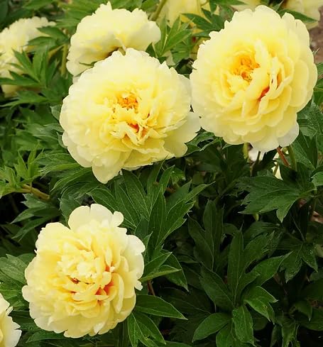 Yellow Bartzella Flower Seeds
