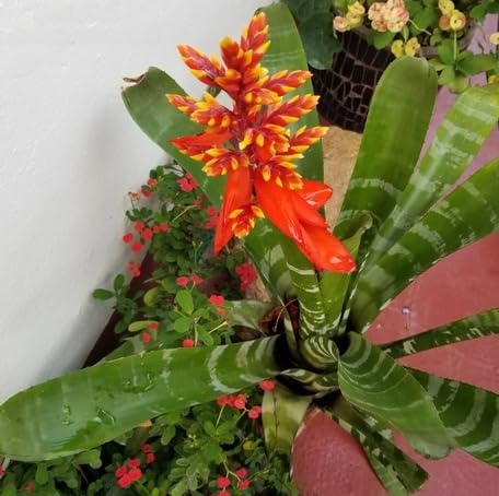 Orange Aechmea Chantinii fruit seeds for organic garden planting