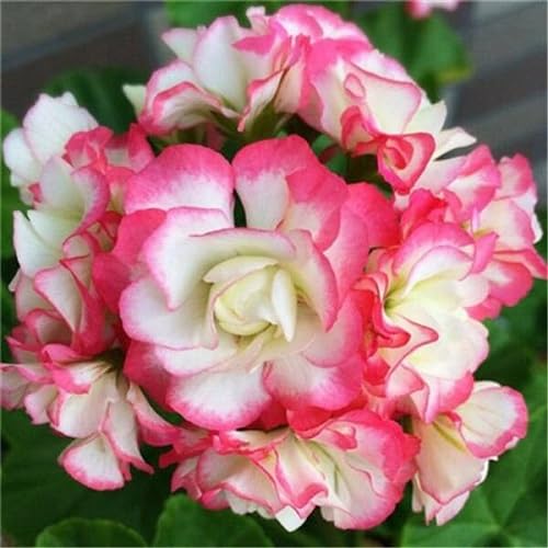 Pink White Chrysanthemum Flower Seeds