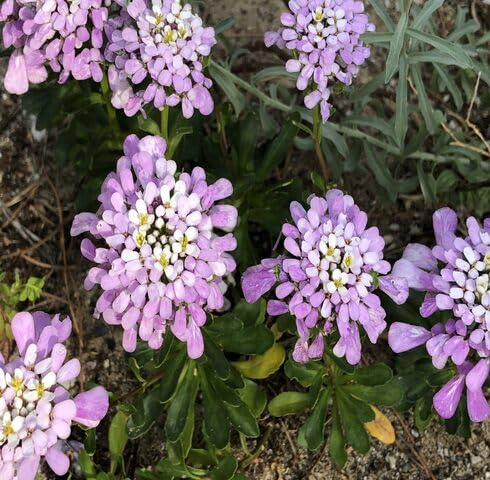 Purple Gibraltar Flower Seeds