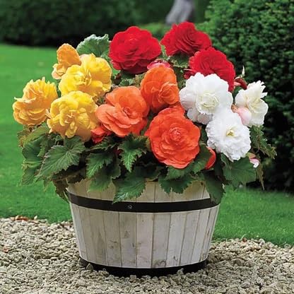 Mixed Begonia Flower Seeds