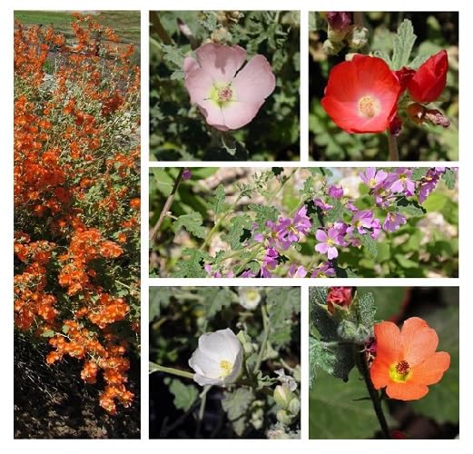 Mixed Sphaeralcea Flower Seeds