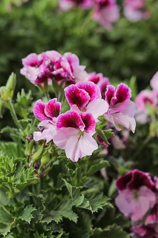 Ringo Salmon Geranium