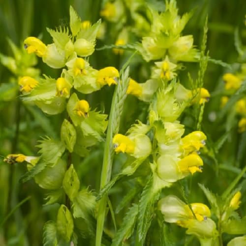 Yellow Rhinanthus Flower Seeds