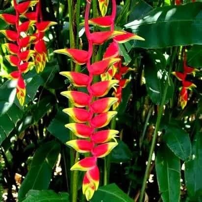 Red Heliconia Flower Seeds