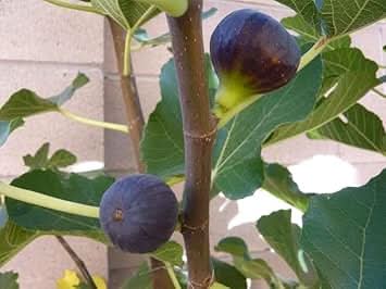 Madeira Fig Fruit Great For Home Orchard Planting Free For Landscape Gardening Fruit Seeds