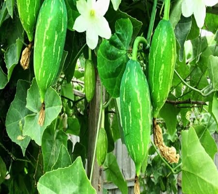 Ivy Gourd vegetable seeds - Heirloom, Organic, Non Gmo Garden Seeds for kitchen garden planting