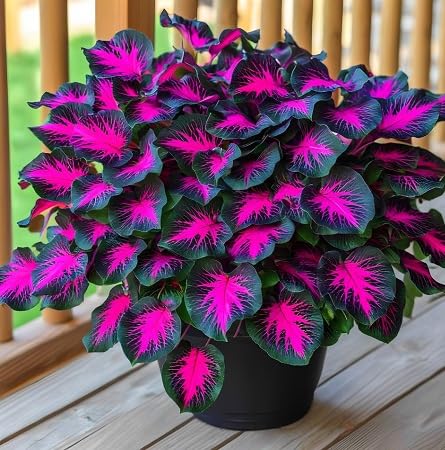 Hosta Elegans Seeds