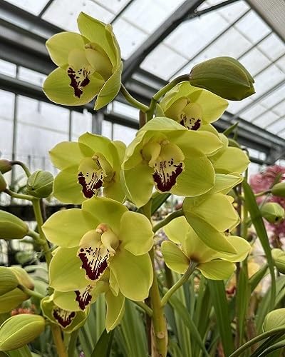Yellow Orchids Flower Seeds