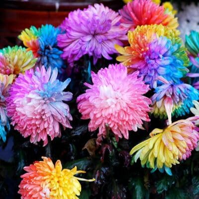 Mixed Rainbow Chrysanthemum Flower Seeds