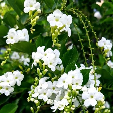 Duranta Flower Seeds