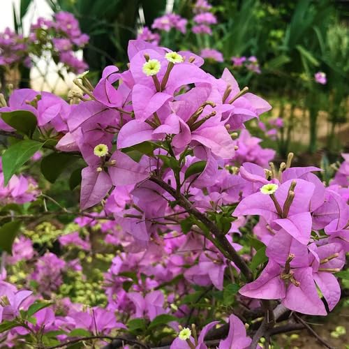 Bougainvillea glabra Flower Seeds