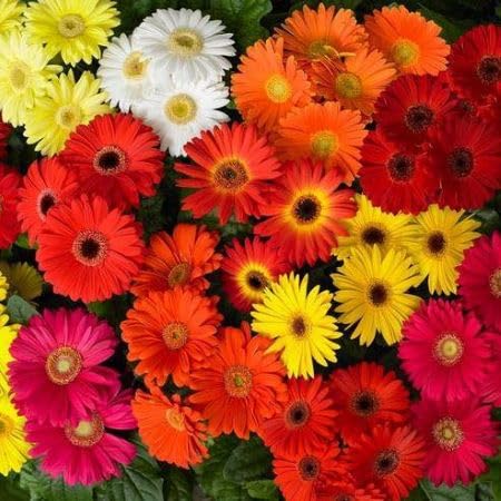 Daisy Flowers sees Perennial