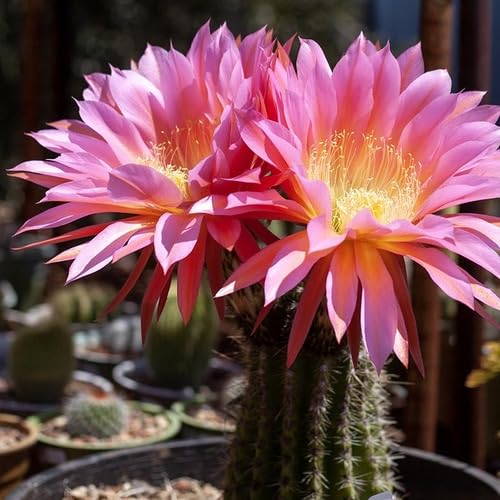 Pink Perennial Giant Cactus Flower Seeds