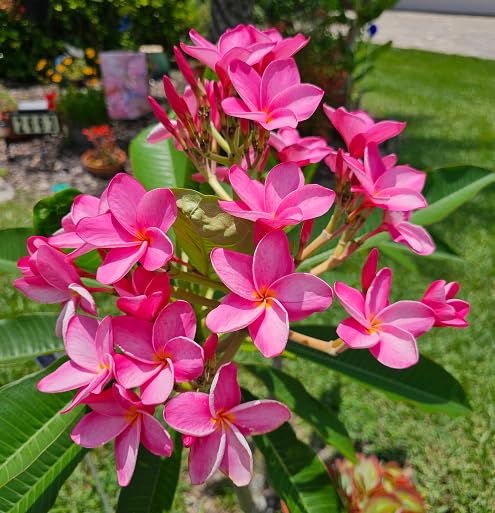Pink Plumeria alba Flower Seeds