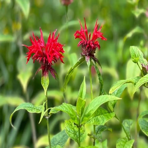 Red Bergamot Flower Seeds